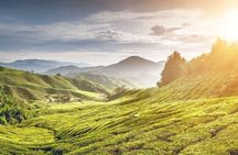Private Tour : Cameron Highland Day Trip from Kuala Lumpur