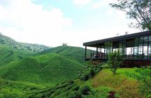 Private Tour : Cameron Highland Day Trip from Kuala Lumpur