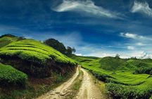 Private Tour : Cameron Highland Day Trip from Kuala Lumpur