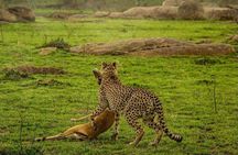 Serengeti & Ngorongoro 3 days Fly Safari in from Zanzibar 