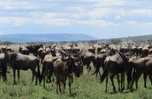 8 Day Tanzania Family Safari