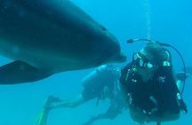 Snorkeling Trip At Satayh Dolphin Reef 