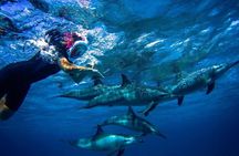 Snorkeling Trip At Satayh Dolphin Reef 