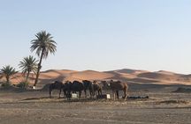 2 Days Zagoura Desert Trip from Marrakech - Camel Trek - Berber Tent