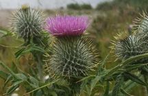 St Andrews Private Personal Driving Day Tour Six Hours