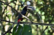 Mindo Cloud Forest Tour: Chocolate, Coffee, Birds & Nature