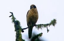 Mindo Cloud Forest Private Tour: Birdwatching, Birds & Nature