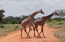 Safari Kenya with Patrick 