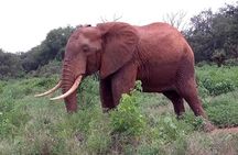 Safari Kenya with Patrick 