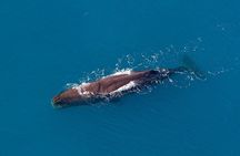 Kaikoura Helicopters Classic Whale Watch