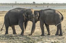 Private Day Trip to Pidurangala Rock & Jeep Safari From Colombo
