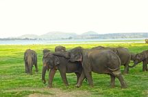 Private Day Trip to Pidurangala Rock & Jeep Safari From Colombo