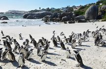 Table Mountain, Penguins Colony and Cape of Good Hope Small Group Shared Tour
