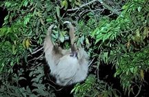 Monteverde Night Tour: Glass Frogs, lateralis, Sloths & Jungle
