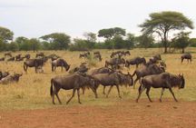 4-Day Masai Mara Big Five Safari