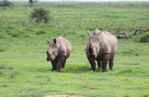 4-Day Masai Mara Big Five Safari