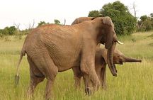 4-Day Masai Mara Big Five Safari