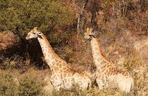 Pillanesburg National Park 2 Day Safari from Johannesburg