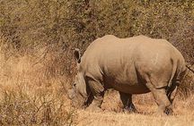 Pillanesburg National Park 2 Day Safari from Johannesburg