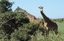 7 Days Amboseli-Lake Naivasha-Lake Nakuru & Masai Mara