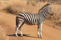 Pillanesburg National Park 2 Day Safari from Johannesburg