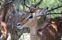 Pillanesburg National Park 2 Day Safari from Johannesburg