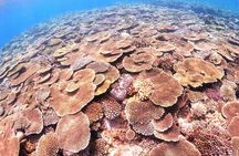 Charter Snorkeling (near Churaumi Aquarium) Free photo gift