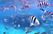 Charter Snorkeling (near Churaumi Aquarium) Free photo gift