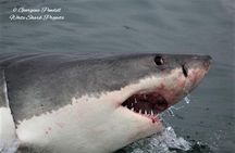 Half-Day White Shark Cage Diving from Gansbaai