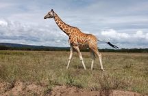 Day Safari; Amboseli National Park from Nairobi.