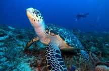 Open Water Diver course PADI including underwater video