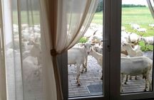 Private day tour from Vilnius to goat Cheese farm and Kernave historical capital