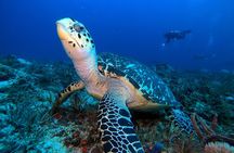 Reef diving in Playa del Carmen 