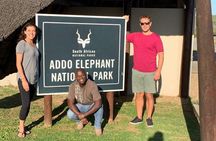 Addo Elephant National Park Day Tour from Port Elizabeth 