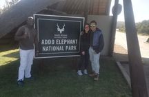 Addo Elephant National Park Day Tour from Port Elizabeth 