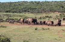 Addo Elephant National Park Day Tour from Port Elizabeth 