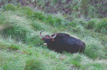 5 Nights - Private Tour Cochin/Munnar/Thekkady/Alleppey -Sanguine