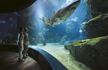 SEA LIFE Bangkok Ocean World and Madam Taussauds Entry Ticket