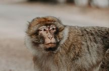 Middle Atlas , Cedar Forest and Azrou Day Trip from Fez