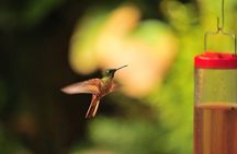 Private Day Tour to Mindo - Waterfalls & Hummingbirds