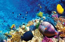 Full-Day Snorkeling Adventure in Ras Mohammed National Park