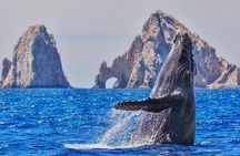 Hear the whales! World class whale watching!