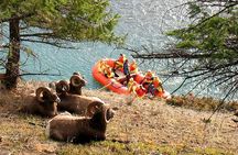 Athabasca River Easy Scenic Raft Trip