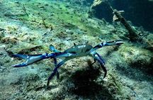 Try dive in beautiful Casa cenote for 2 people