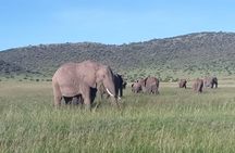6 Days Maasai Mara/Nakuru/Amboseli Group Safari
