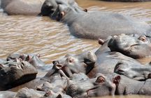 6 Days Maasai Mara/Nakuru/Amboseli Group Safari