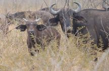Akagera National Park Full Day Private Tour