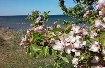 Full-Day customized Tour in Estonia. NB! Min 2 Persons
