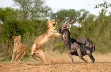 3 Days 2 Nights Masai Mara Safari staying inside the park