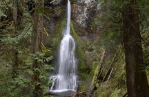 Half Day Guided Tour of Olympic National Park